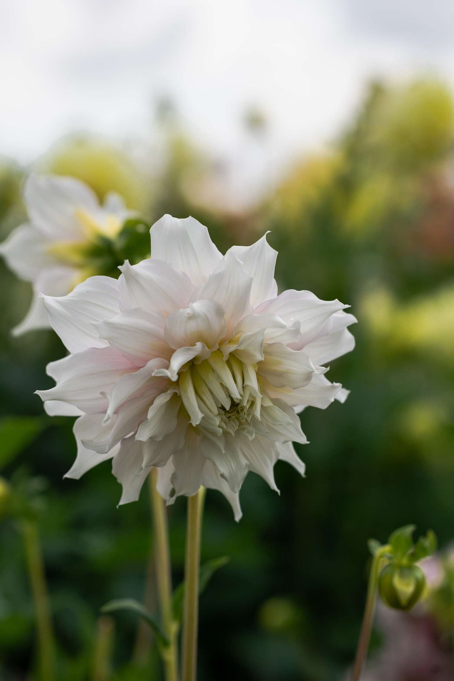 Dahlia 'Gitt's Perfection'